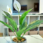 3bedroom House With Yard And Roof Terrace Czer1-1 Appartement *